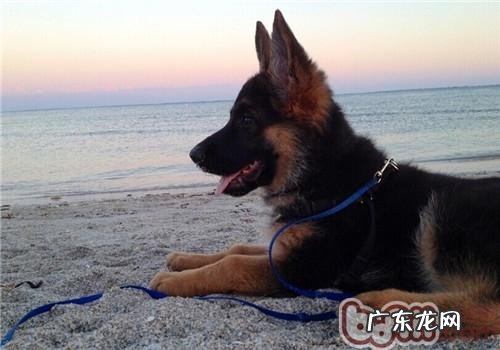 德国牧羊犬的喂养关键点