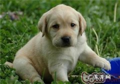 金毛牧羊犬的喂养关键点