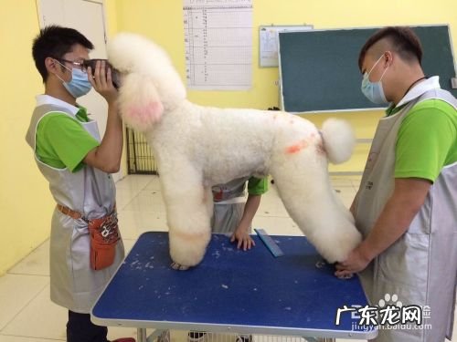 现在学宠物美容能赚钱吗,宠物医院赚钱吗?