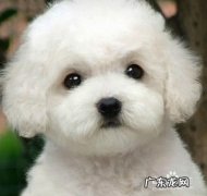 现在学宠物美容能赚钱吗,宠物医院赚钱吗？