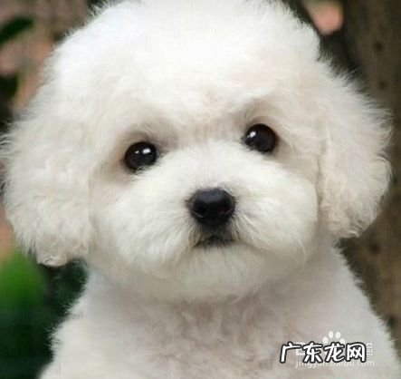 现在学宠物美容能赚钱吗,宠物医院赚钱吗?