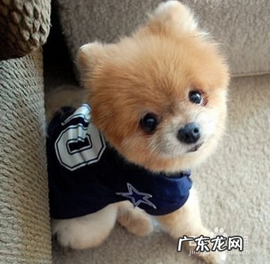 现在学宠物美容能赚钱吗,宠物医院赚钱吗?