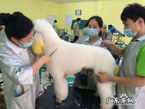 现在学宠物美容能赚钱吗,宠物医院赚钱吗?