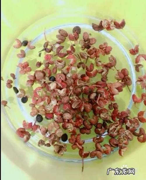 有什么灭蚊方法比较实用,家庭灭蚊最好方法？