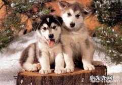 金毛的喂养关键点