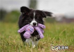 边境牧羊犬的喂养关键点