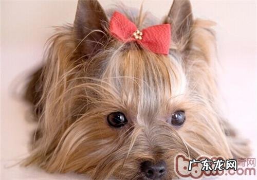 约克夏的喂养关键点