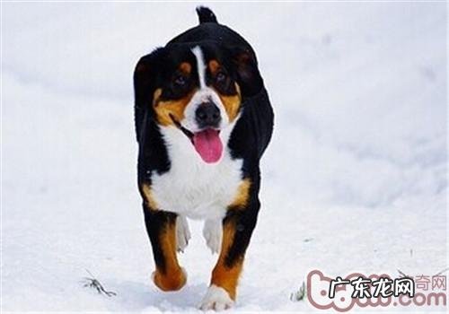 恩特雷布赫山地犬的保养专业知识