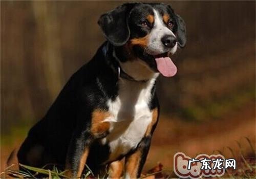 恩特雷布赫山地犬的形状特点