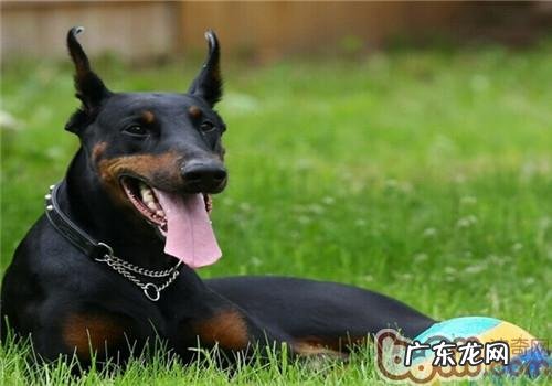 杜宾犬的喂养关键点