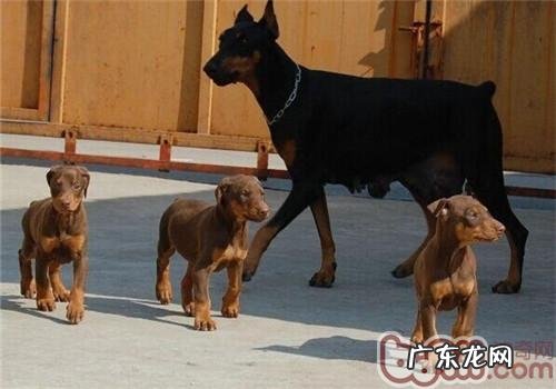 杜宾犬的性格特征