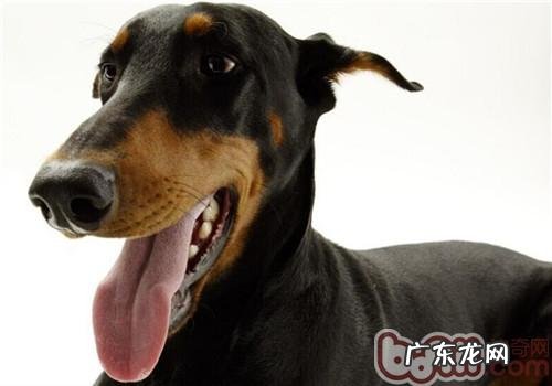 杜宾犬的形状特点