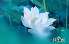 手机拍荷花有什么技巧,荷花与莲花的区别？