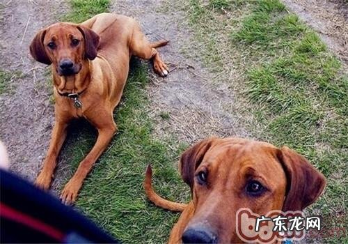 罗得西亚脊背犬的性格特征