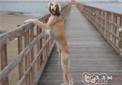 东非猎犬的性格特征