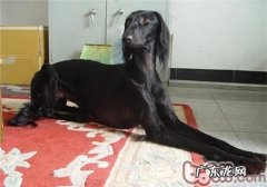 东非猎犬的形状特点