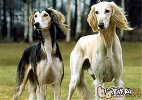 东非猎犬的种类介绍