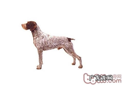 法国刚毛指示犬的保养专业知识