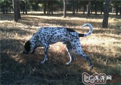 法国刚毛指示犬的性格特征