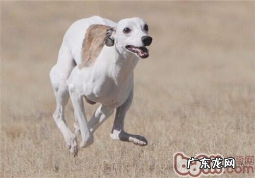惠比特犬的性格特征