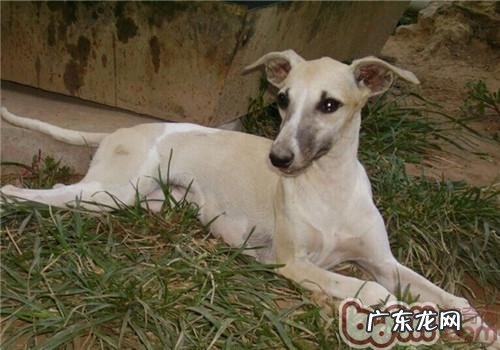 惠比特犬的种类介绍