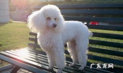 请问泰迪犬从多大开始训练比较好 训练泰迪犬的技巧