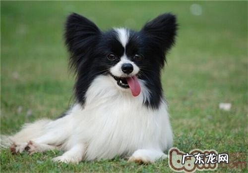 蝴蝶犬的喂养关键点