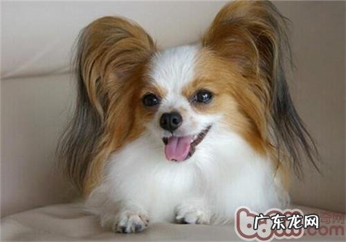 蝴蝶犬的保养专业知识