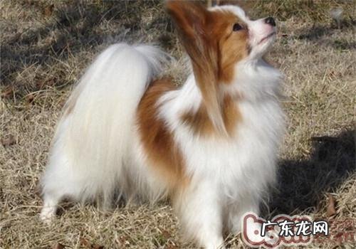 蝴蝶犬的形状特点