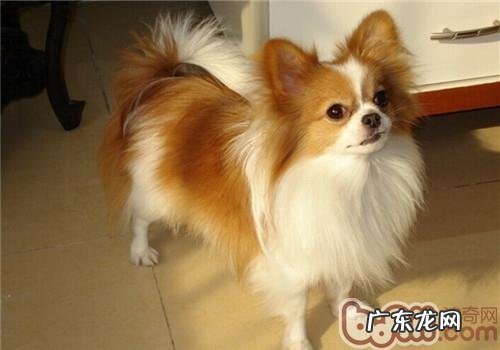 彩蝶犬的品种介绍