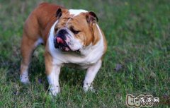 英国斗牛犬的饲养关键点