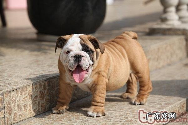 英国斗牛犬的保养专业知识