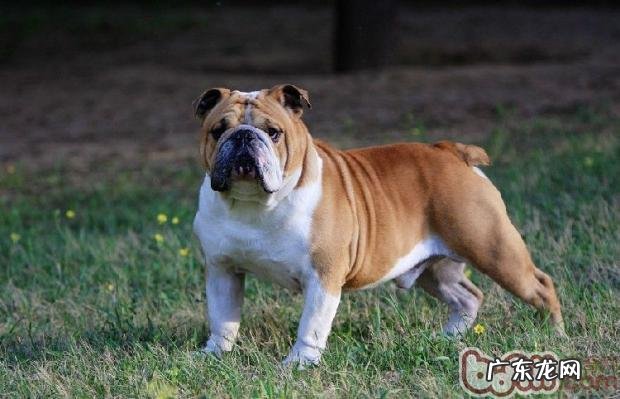 英国斗牛犬的种类介绍