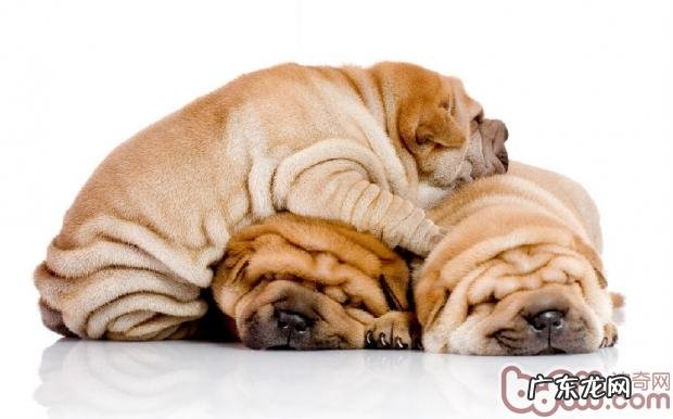 沙皮犬的保养专业知识