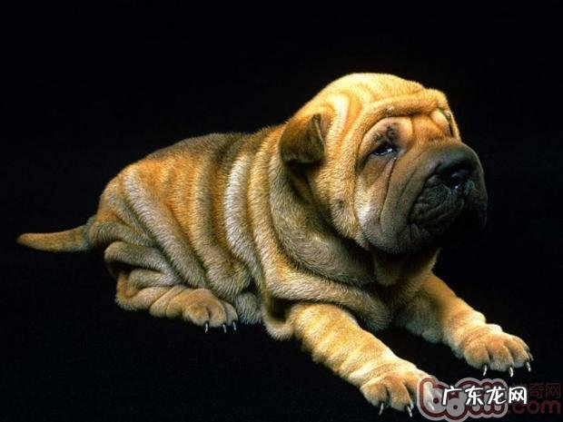 沙皮犬的形状特点