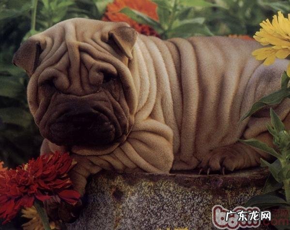 沙皮犬的种类介绍