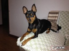 迷你杜宾犬的喂养关键点