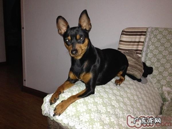 迷你杜宾犬的喂养关键点