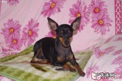 迷你杜宾犬的保养专业知识