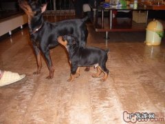 迷你杜宾犬的性格特征