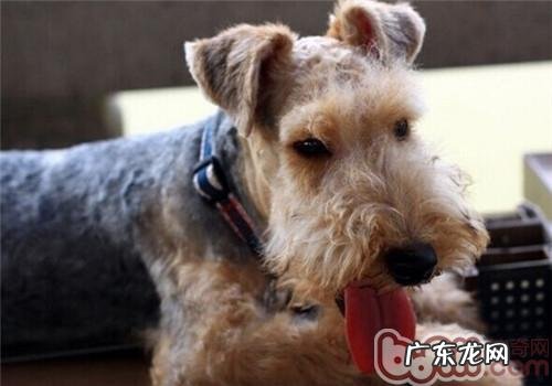 湖畔梗的性格特征