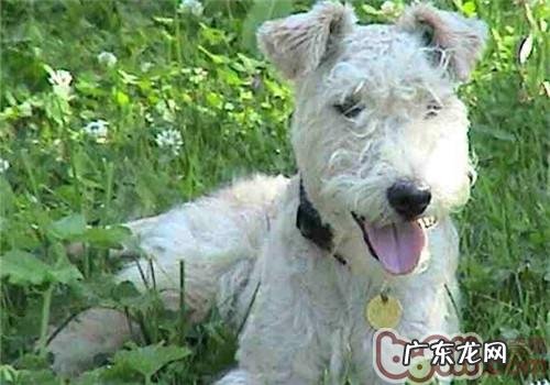 湖畔梗的形状特点