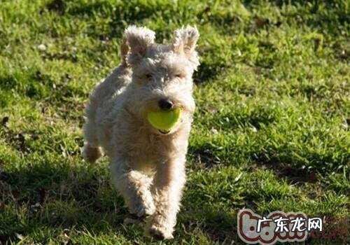 湖畔梗的种类介绍