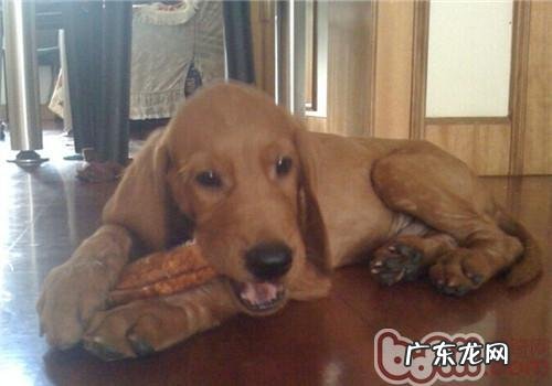 红骨猎松鼠犬的喂养关键点