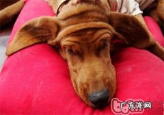 红骨猎松鼠犬的性格特征