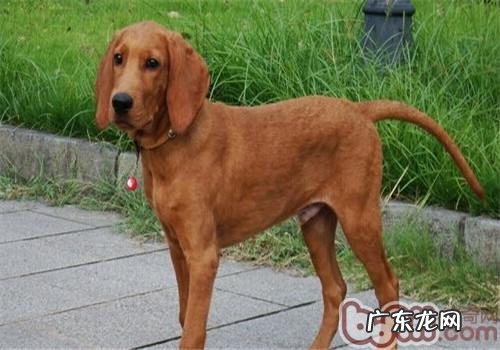 红骨猎松鼠犬的形状特点