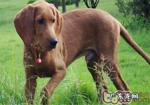 红骨猎松鼠犬的品种介绍