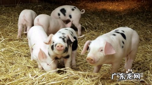 农村养什么赚钱,办个小型有机肥加工厂需投资多少?