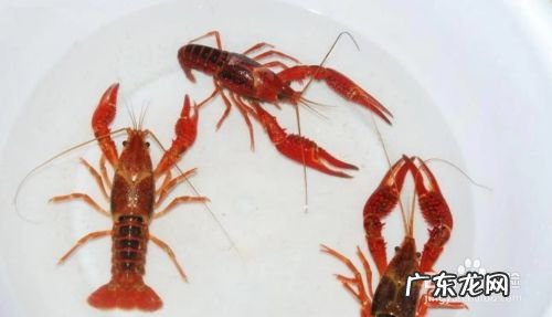 农村养什么赚钱,办个小型有机肥加工厂需投资多少?