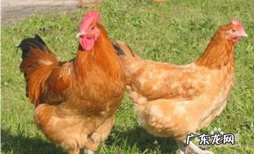 农村养什么赚钱,办个小型有机肥加工厂需投资多少?